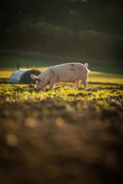 istock Pigs  in an organic meat farm 1150360768