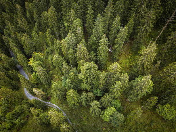Aerial top view of summer green trees in forest Aerial top view of summer green trees in forest with a splendid mountain river in Swiss Alps engelberg photos stock pictures, royalty-free photos & images