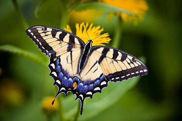 A close-up of a Tiger Swallowtail butterfly on a flower Tiger Swallowtail Butterfly (Papilio glaucus ) sitting on a yellow flower (Papilio glaucus) against a blurred green background. butterfly insect stock pictures, royalty-free photos & images