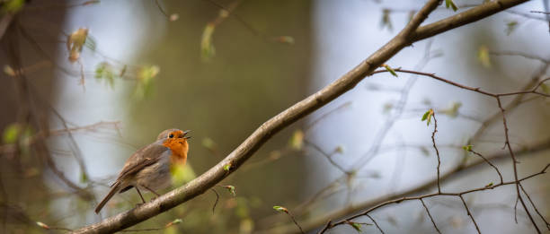 il pettirosso europeo - birdsong foto e immagini stock