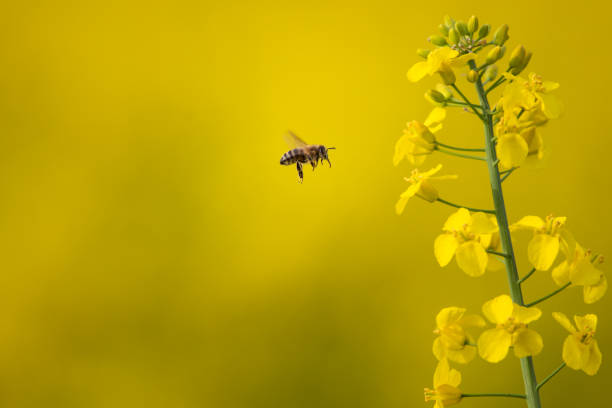 istock Bee collecting the nectar from colza flowers 1150363032