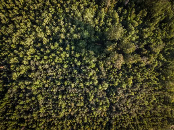 Aerial top view of coniferous green trees in a forest in Swiss Alps