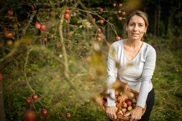 istock Woman picking apples in her orchard 1150364240