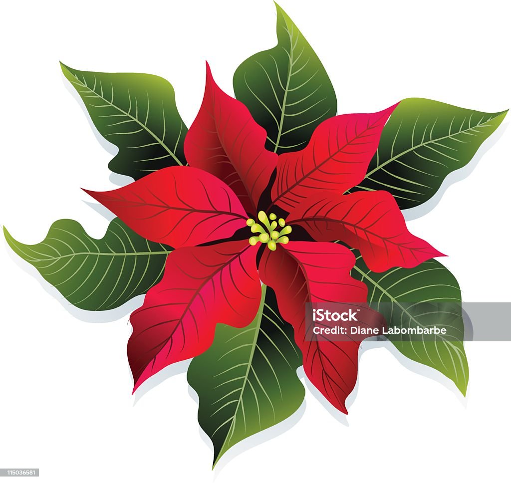 Poinsettia de Noël en rouge et vert fleur Illustration vectorielle - clipart vectoriel de Couleur verte libre de droits