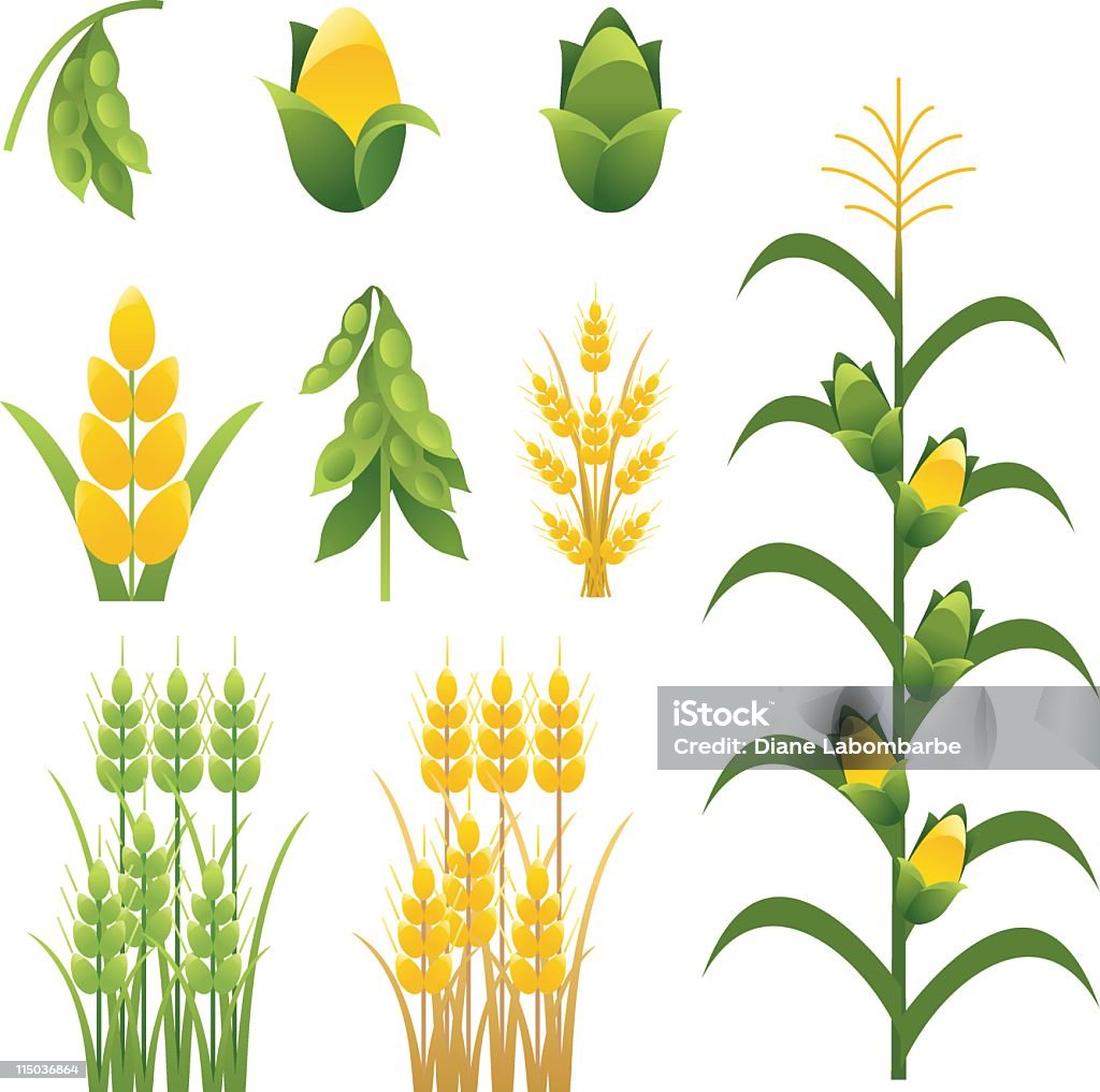 Agriculture farm crops and plants Icons set of nine Agriculture Icons including soybeans, corn and wheat. The set includes individual  and groupings of plants and crops of corn,soy bean and wheat stalks.  The set is done in greens and yellow. Cornstalk has tassel and corn cobs. Corn - Crop stock vector