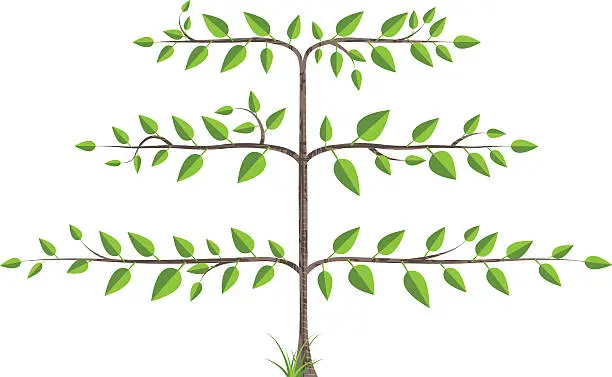 Vector illustration of Espalier Tree