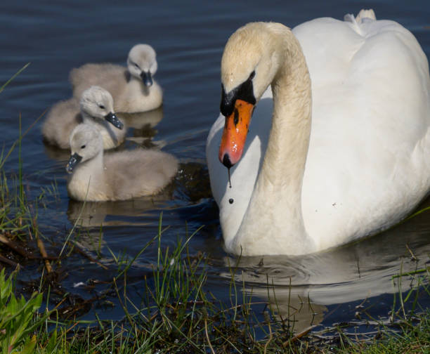 istock Day old cygnet chicks take first swim 1150369122