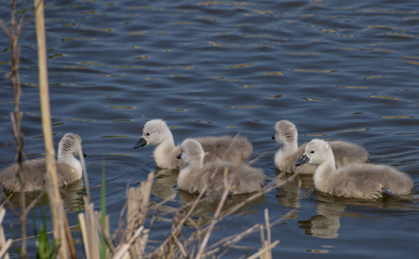 istock Day old cygnet chicks take first swim 1150369127