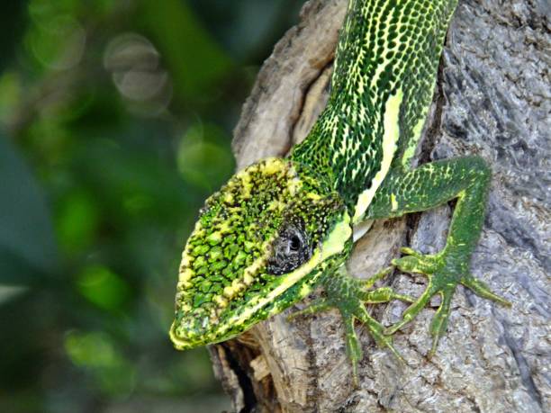 istock Knight Anole (Anolis equestris) resting on a tree in Florida 1150370494
