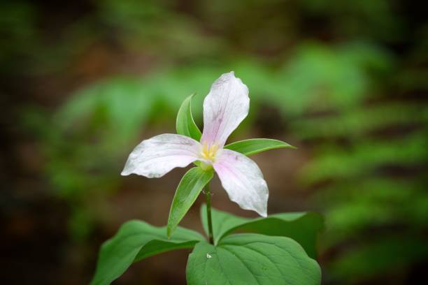 istock Wildflowers in bloom (Trillium) 1150371315