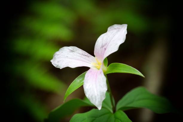 istock Wildflowers in bloom (trillium) 1150371328