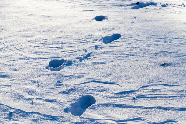 istock Snow drifts in winter 1150371361