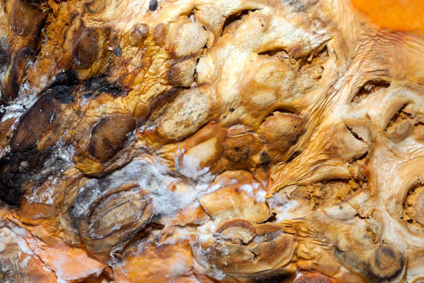 istock Rotting pumpkin, close-up 1150371416