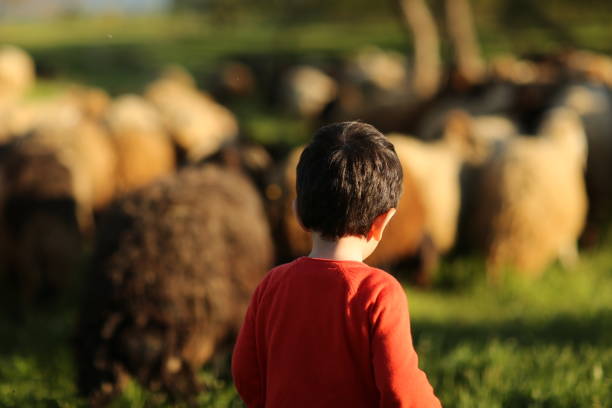 istock Sheep and Boy Shepherd in Sunny Farm Field 1150374621