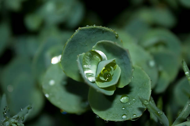 A large drop of rainwater flickers on the green leaf of Sedum