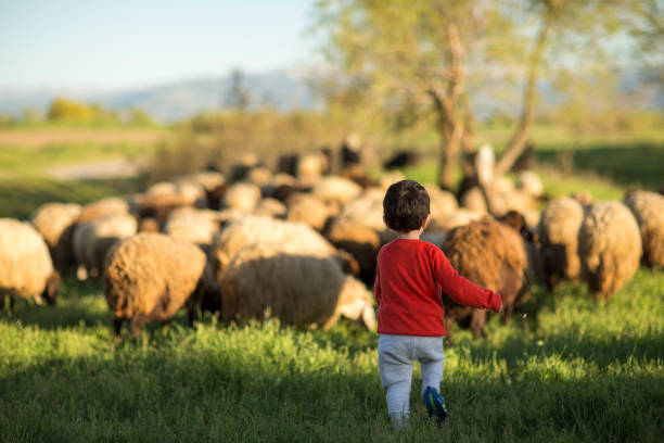 istock Sheep and Boy Shepherd in Sunny Farm Field 1150374811