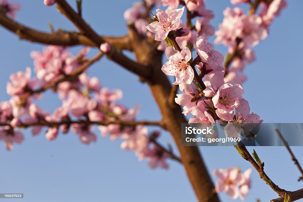 Flores de pessegueiro - Foto de stock de Beleza natural - Natureza royalty-free