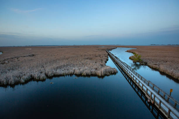 istock Point Pelee National Park - Marsh Boardwalk Area 1150375908