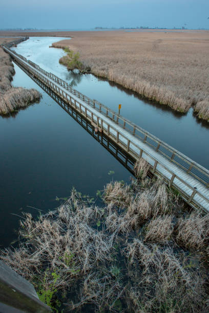 istock Point Pelee National Park - Marsh Boardwalk Area 1150375935