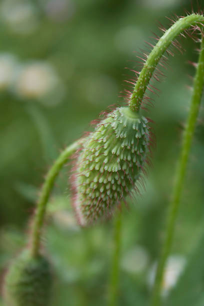 botão da papoila - poppy bud - fotografias e filmes do acervo