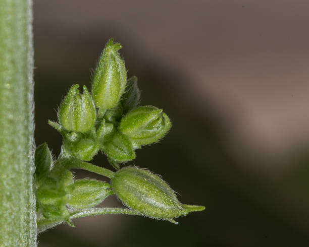istock Male Cannabis Pollen Sacs 1150376857