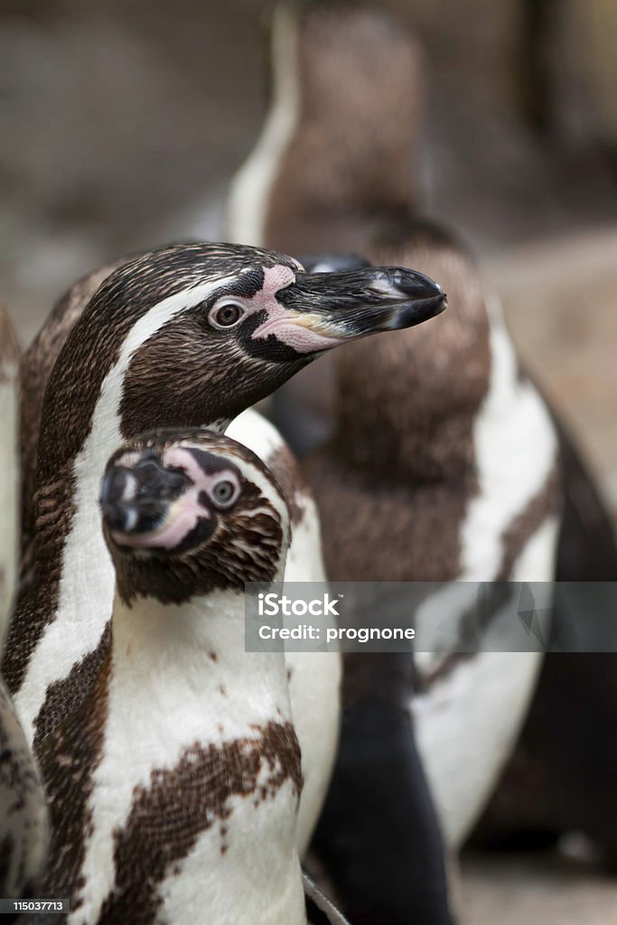 Магелланов пингвин - Стоковые фото Антарктика роялти-фри