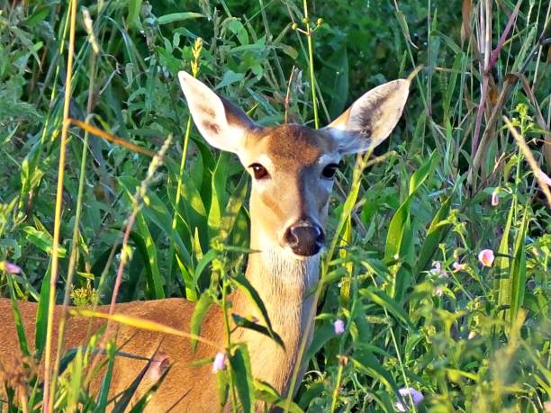 istock White-tailed Deer (Odocoileus virginianus) in the Florida wetlands 1150377887
