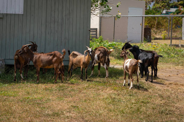 Herd of goats on St Kitts in the Caribbean