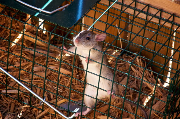 istock small rat caught in humane trap outdoors 1150378671