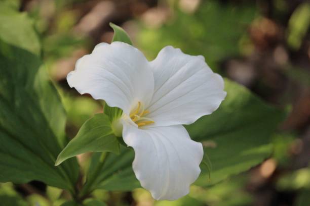 istock National flower Canada 1150382915