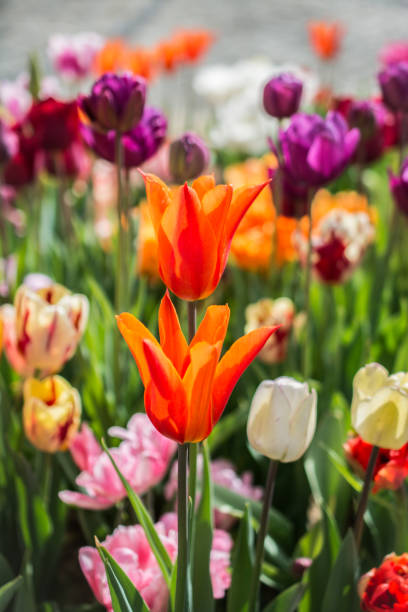 istock Beautiful tulips flower in tulip field in spring 1150382964