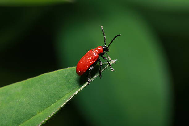 Lily leaf beetle stock photo