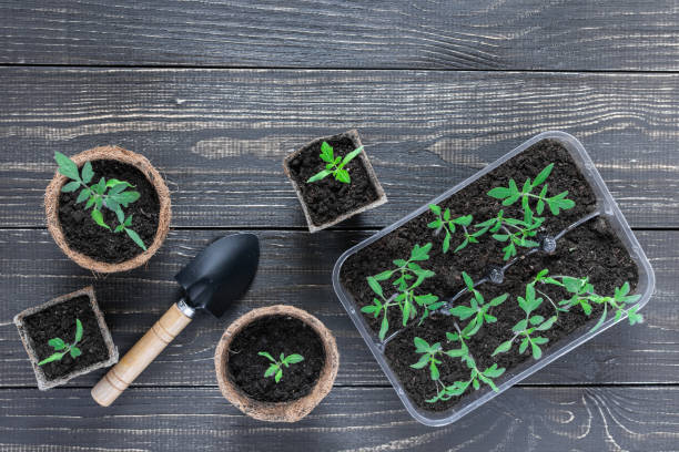 istock Eco friendly pots with young tomato sprouts 1150384945