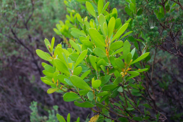 istock Close up of bright fresh green eucalypt shooting 1150385180