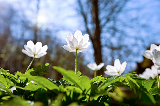 gli anemoni nella foresta retroilluminato (xxxlarge - anemone flower wood anemone windflower flower foto e immagini stock