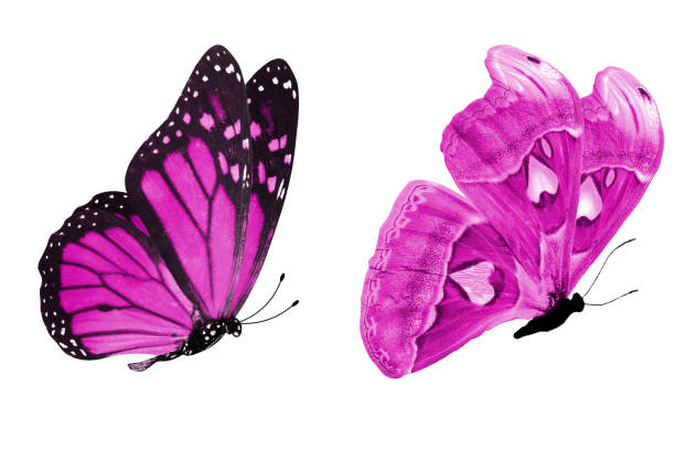istock beautiful two pink butterflies isolated on white background 1150385360