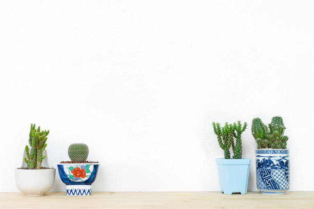 istock Collection of various cactus plants in different pots. 1150386542