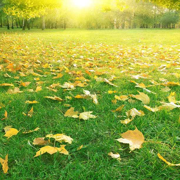 istock Bright sunset in the park. 115038812