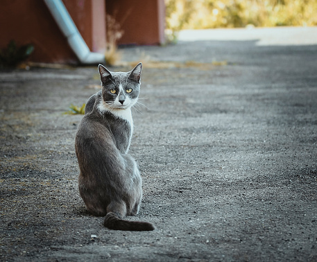Gray white cat sitting on the pavement. Homeless sad wistful lonely stray cat on the background of the asphalt. Watching from both sides. Graceful pose.