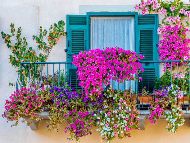 Tuscany and Umbria region of Italy Rustic window balcony in the Town of Valentano in Tuscan countryside of Italy blossom stock pictures, royalty-free photos & images