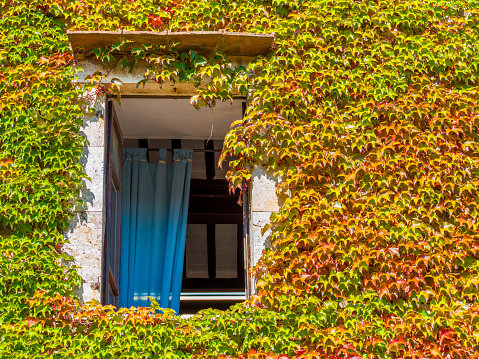 Rustic Window and vines in the Town of Manciano in Tuscan countryside of Italy