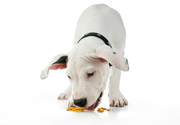 istock cute puppy eating 115038899