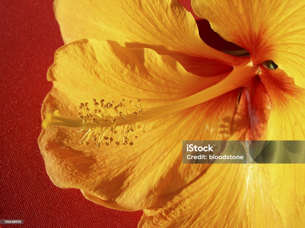 hibiscus - Lizenzfrei Baum Stock-Foto