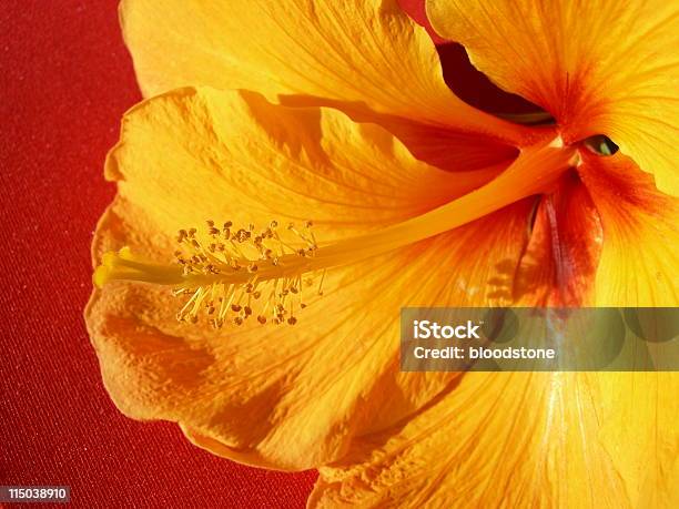 Hibiscus Stockfoto und mehr Bilder von Baum - Baum, Blatt - Pflanzenbestandteile, Blume