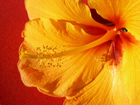 Hibiscus produces large, funnel-shaped or trumped-shaped flowers with soft petals and attractive large stamens. It is a perennial flowering plant and flowers through the year. Hibiscus flowers come in a variety of colors, including red, pink, orange, white and yellow.\nIt also has medical uses; the flowers and leaves can be made into tea and liquid extracts that can help treat a variety of conditions.