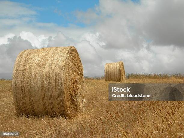 Heno Bales Foto de stock y más banco de imágenes de Agricultura - Agricultura, Aire libre, Australia