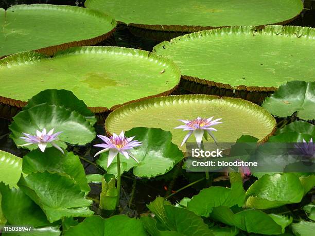 Photo libre de droit de Lily Pond banque d'images et plus d'images libres de droit de Nénuphar Victoria - Nénuphar Victoria, Beauté de la nature, Eau