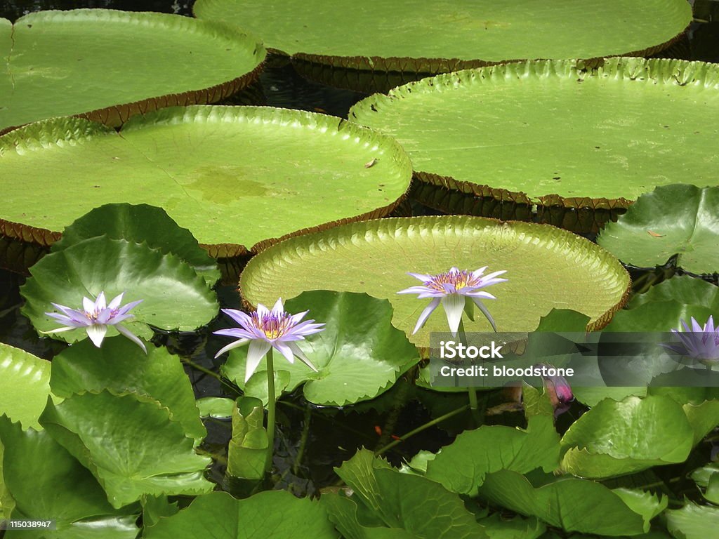 lily pond - Zbiór zdjęć royalty-free (Wiktoria królewska)