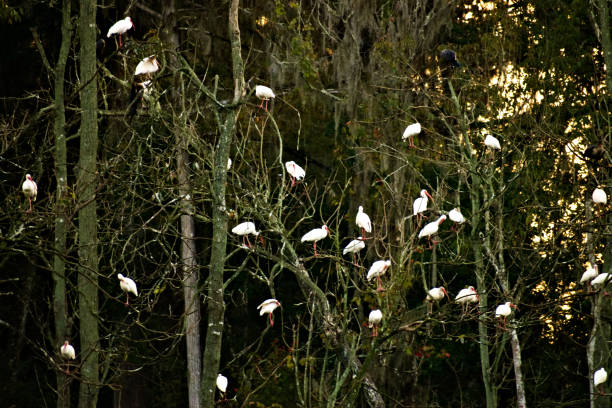 Close up. Some white Egrets rest in the woods. Created in Silver Springs state park, FL, Nov 20, 2018