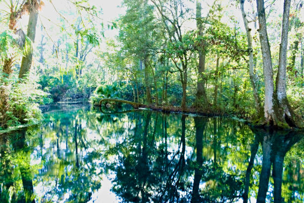 Big Trees and Reflections on the Silver Springs